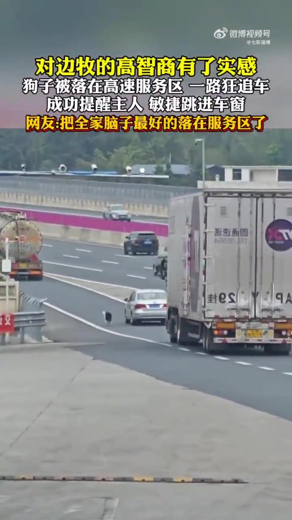 狗子服务区狂奔跳车窗，网友：速度堪比奥运选手