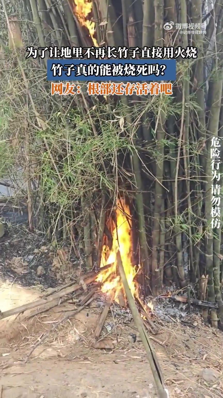 為了讓地里不再長竹子直接用火燒，竹子真的能被燒死嗎？