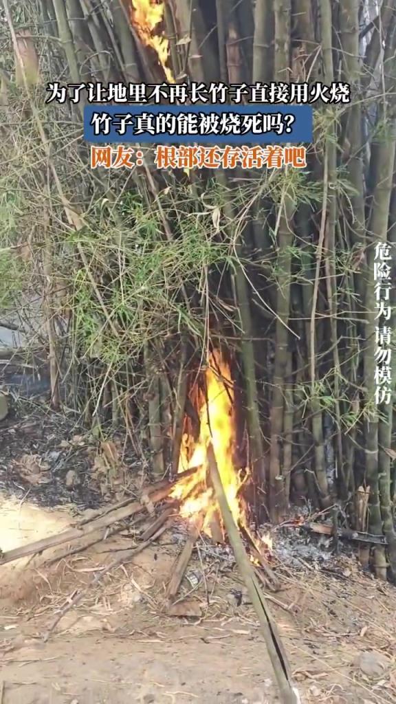 为了让地里不再长竹子直接用火烧，竹子真的能被烧死吗？
