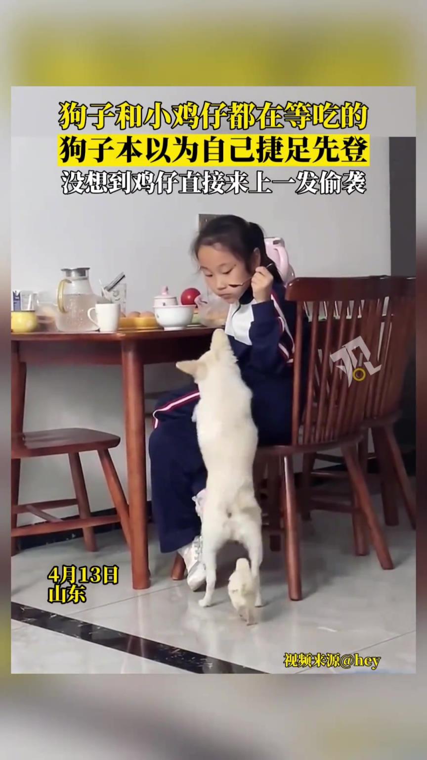 狗子乖乖等饭，鸡仔不讲武德搞偷袭！网友：这鸡是懂兵法的！