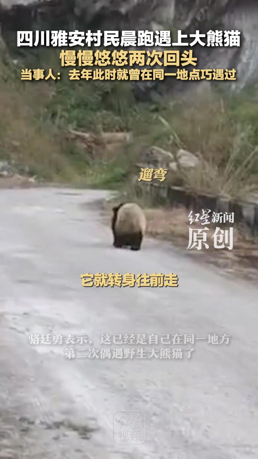四川雅安村民晨跑遇上大熊猫 慢慢悠悠两次回头