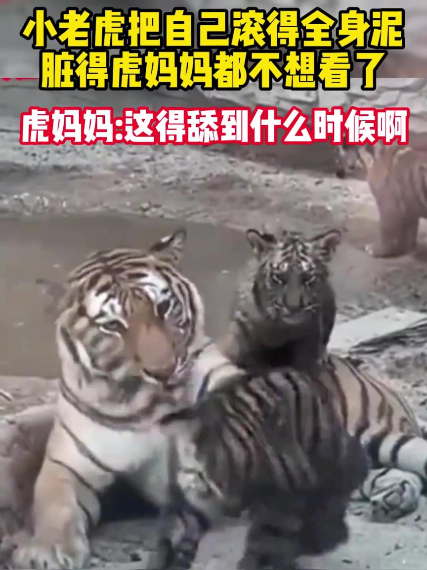 小老虎把自己滚得全身泥，脏得虎妈妈都不想看了。