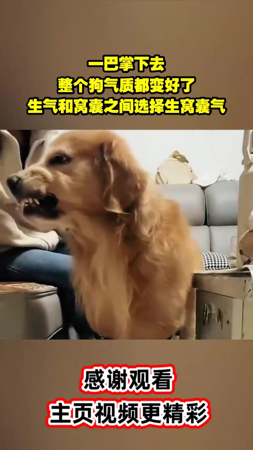 一巴掌下去，整个狗气质都变好了