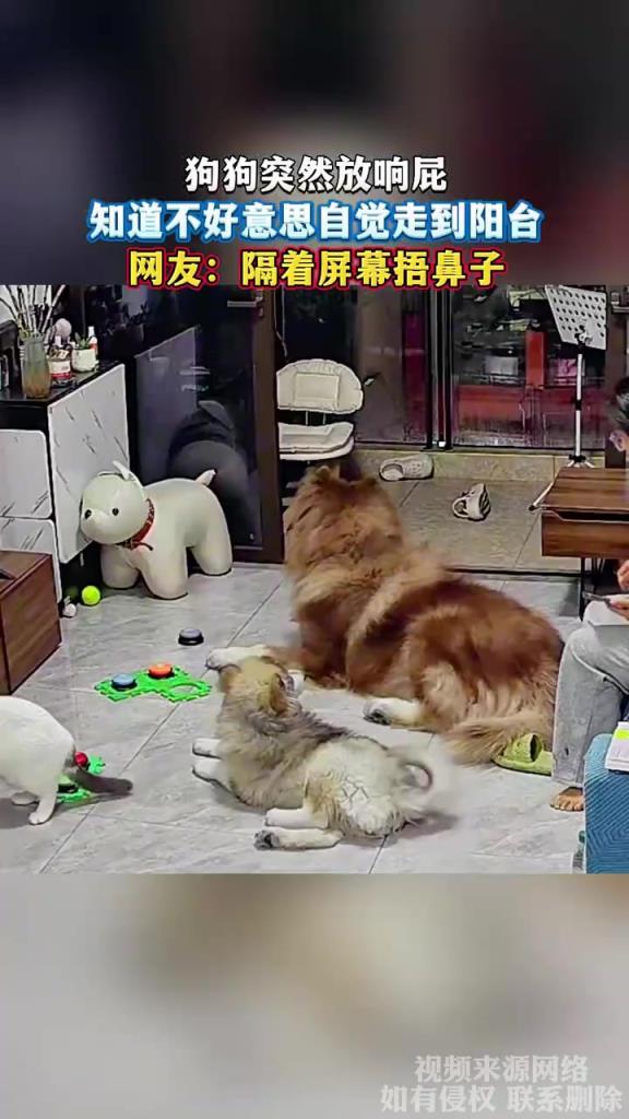 狗狗突然放响屁，知道不好意思自觉走到阳台