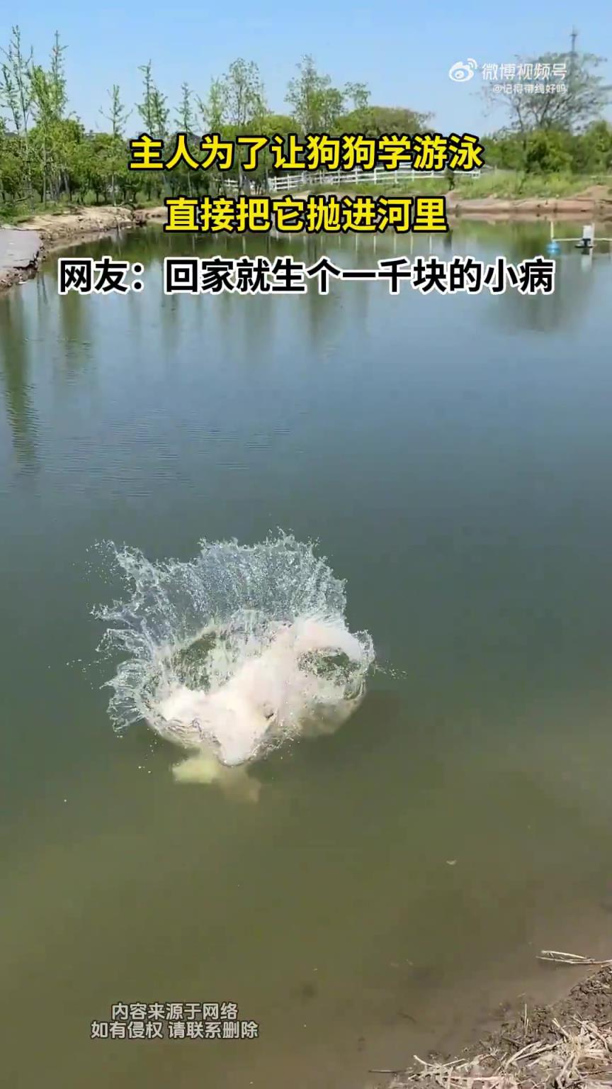 主人为了让狗狗学游泳，直接把它抛进河里