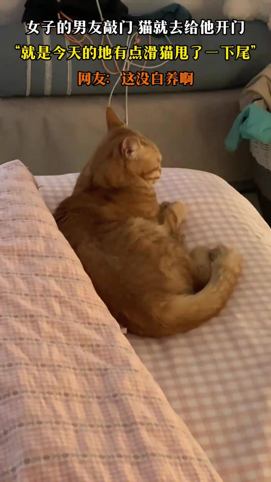 女子男友敲门，猫去给他开门，就是地面有点滑猫甩了一下尾