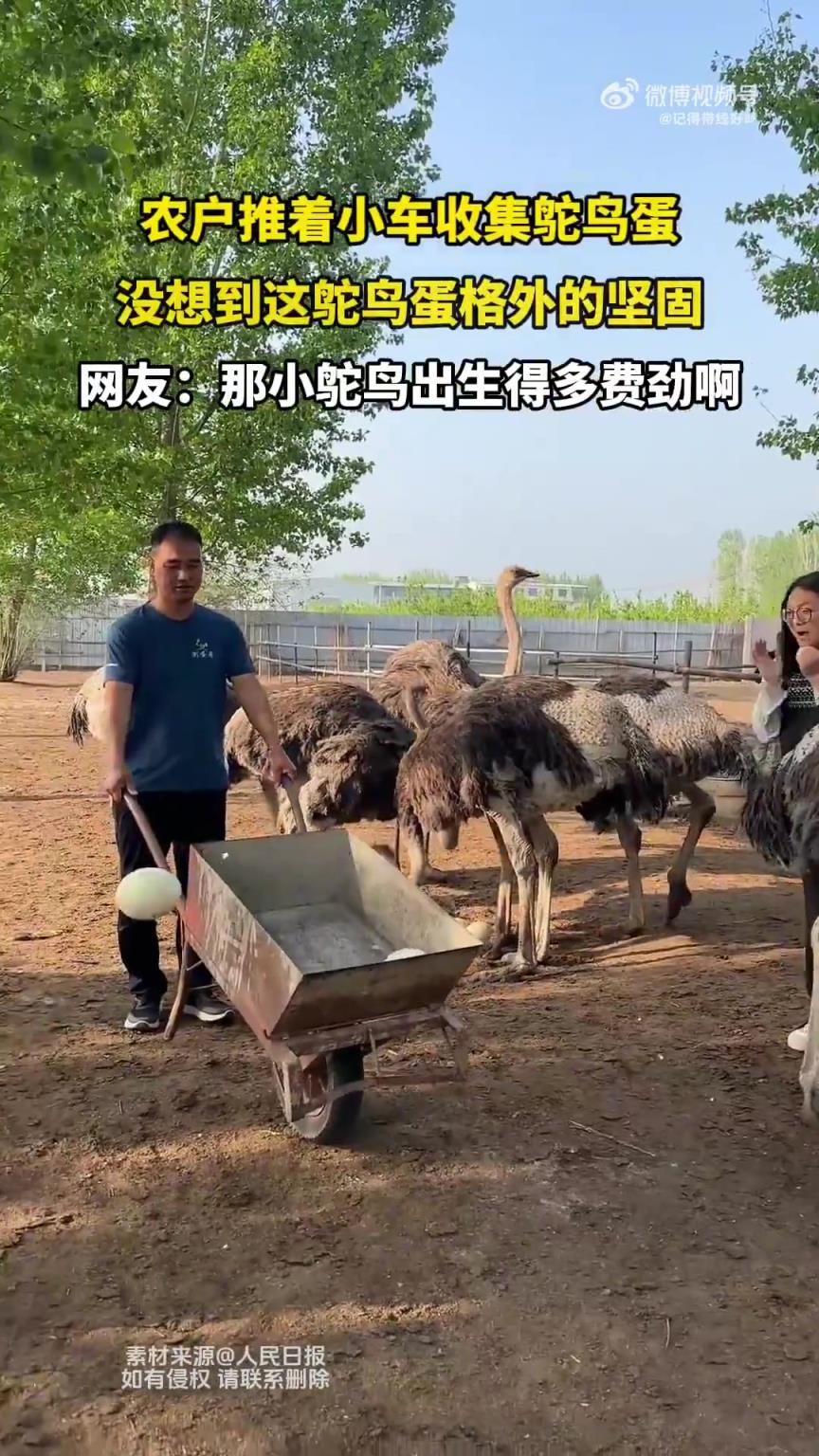 農(nóng)戶推著小車收集鴕鳥(niǎo)蛋，沒(méi)想到這鴕鳥(niǎo)蛋格外的堅(jiān)固