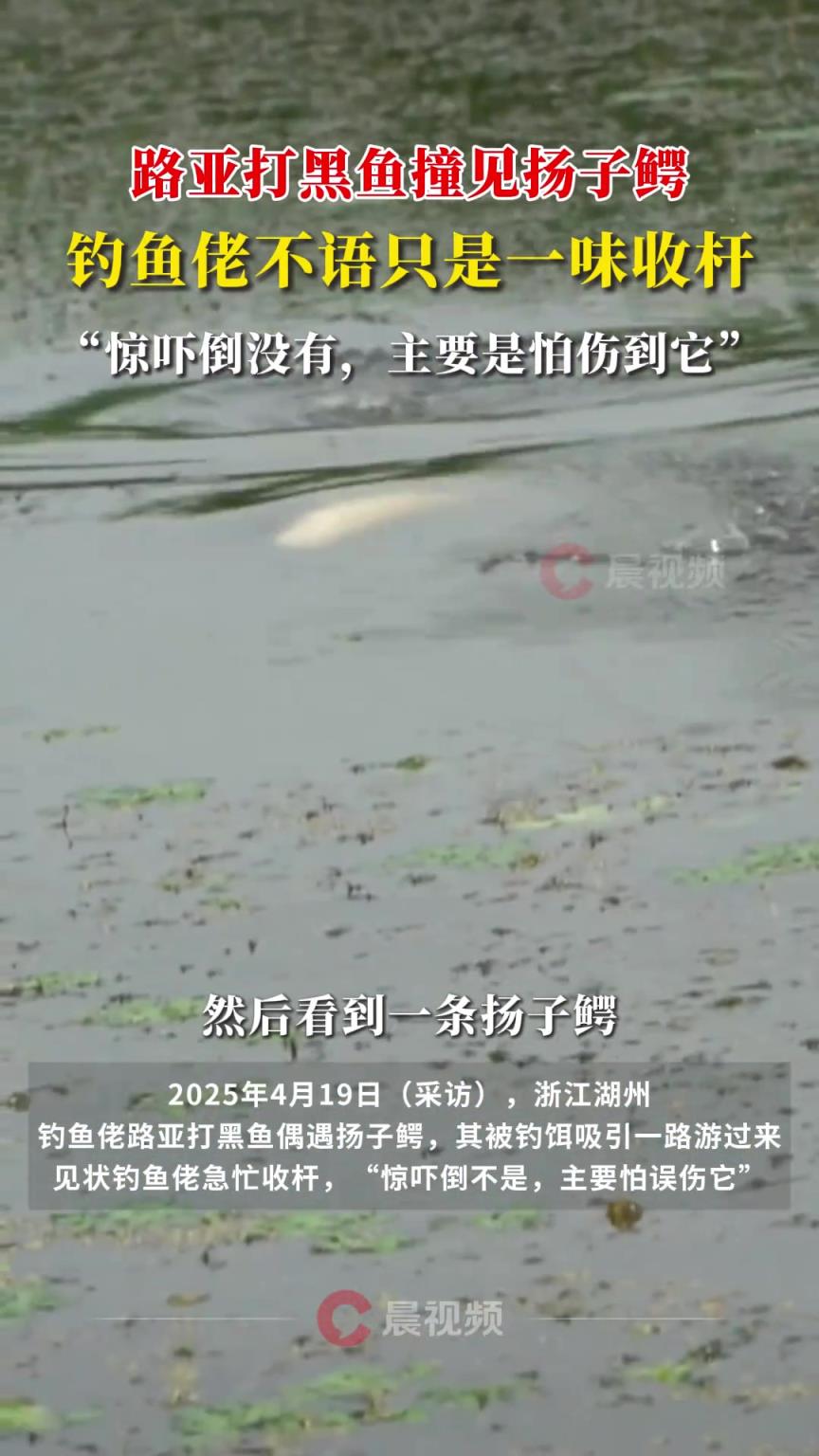 钓鱼佬 不语只是一味收杆，“惊吓倒没有，主要是怕伤到它”
