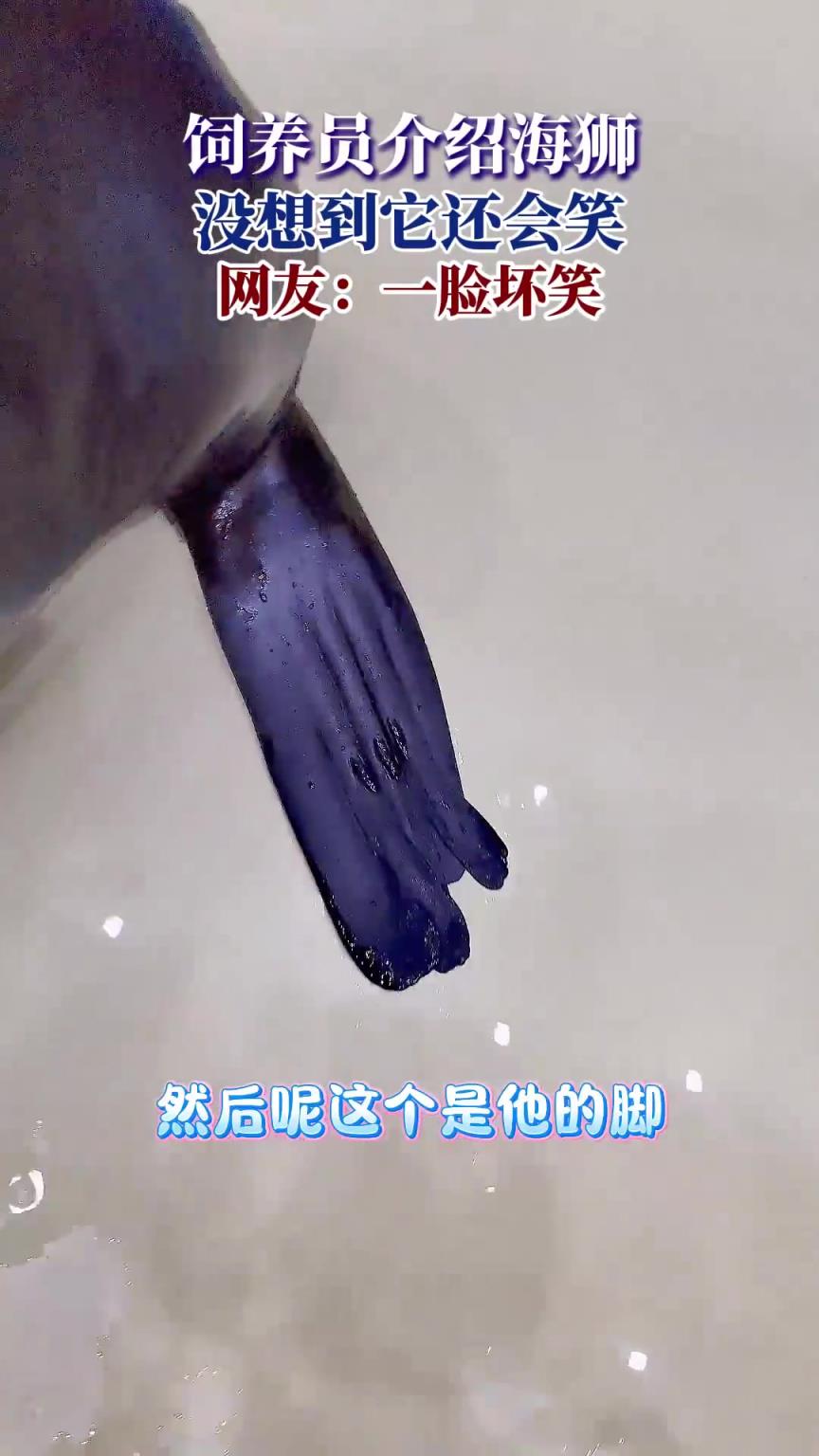 飼養(yǎng)員介紹海獅，沒(méi)想到它還會(huì)笑，網(wǎng)友：一臉壞笑