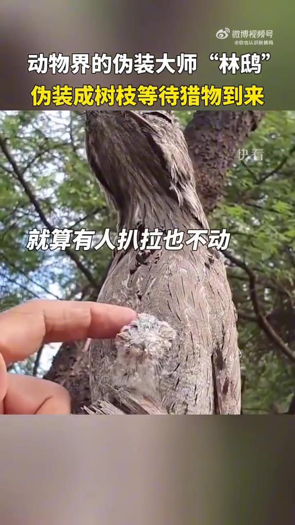 动物伪装大师上线，扮树枝静待猎物来