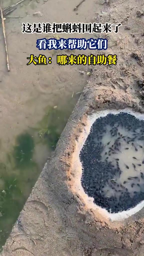 这是谁把蝌蚪围起来了？大鱼：哪来的自助餐