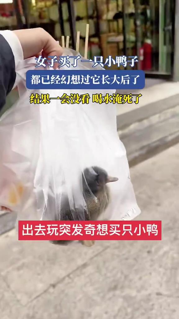 女子买鸭幻想长大，结局却出人意料！