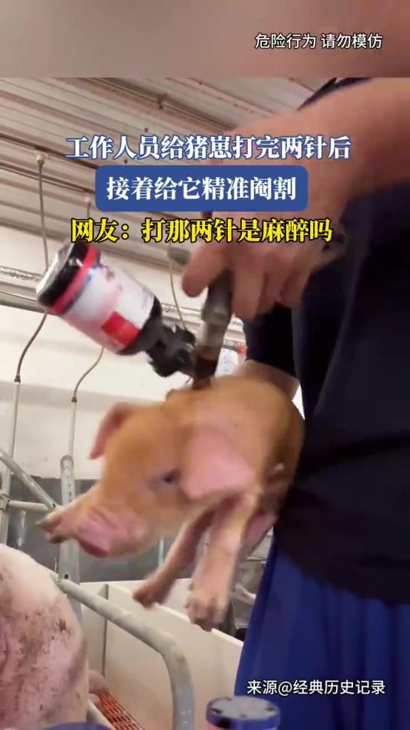 工作人员给猪崽打针阉割，专业操作有门道
