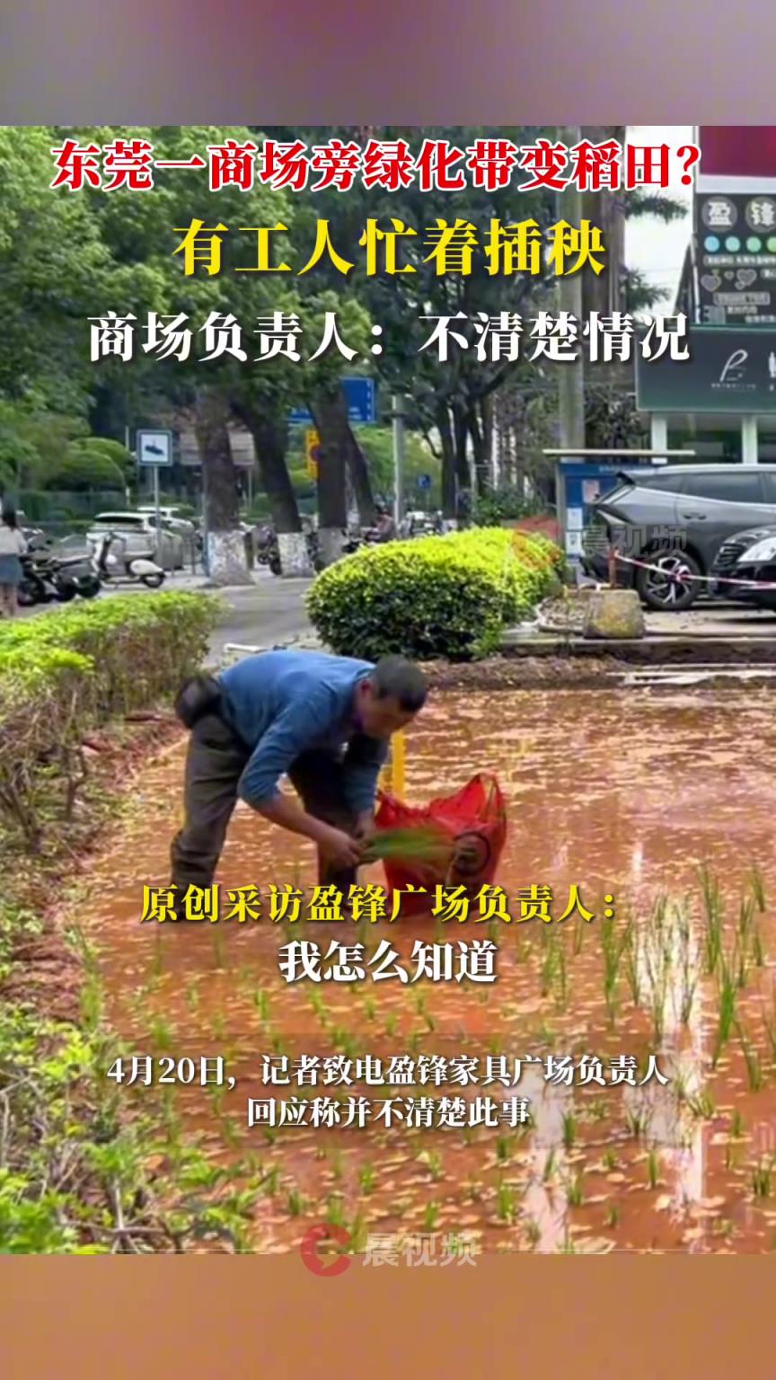 东莞一商场旁绿化带变稻田，有工人忙着插秧？