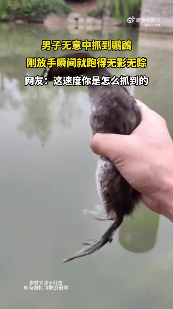 男子無(wú)意中抓到鸊鷉 剛放手瞬間就跑得無(wú)影無(wú)蹤