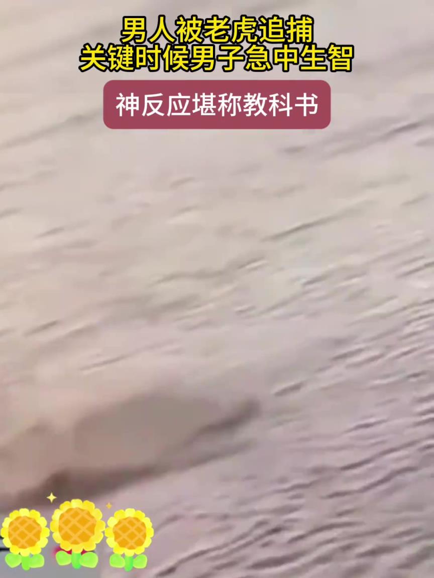 男人被老虎追捕，關(guān)鍵時候男子急中生智，神反應(yīng)堪稱教科書