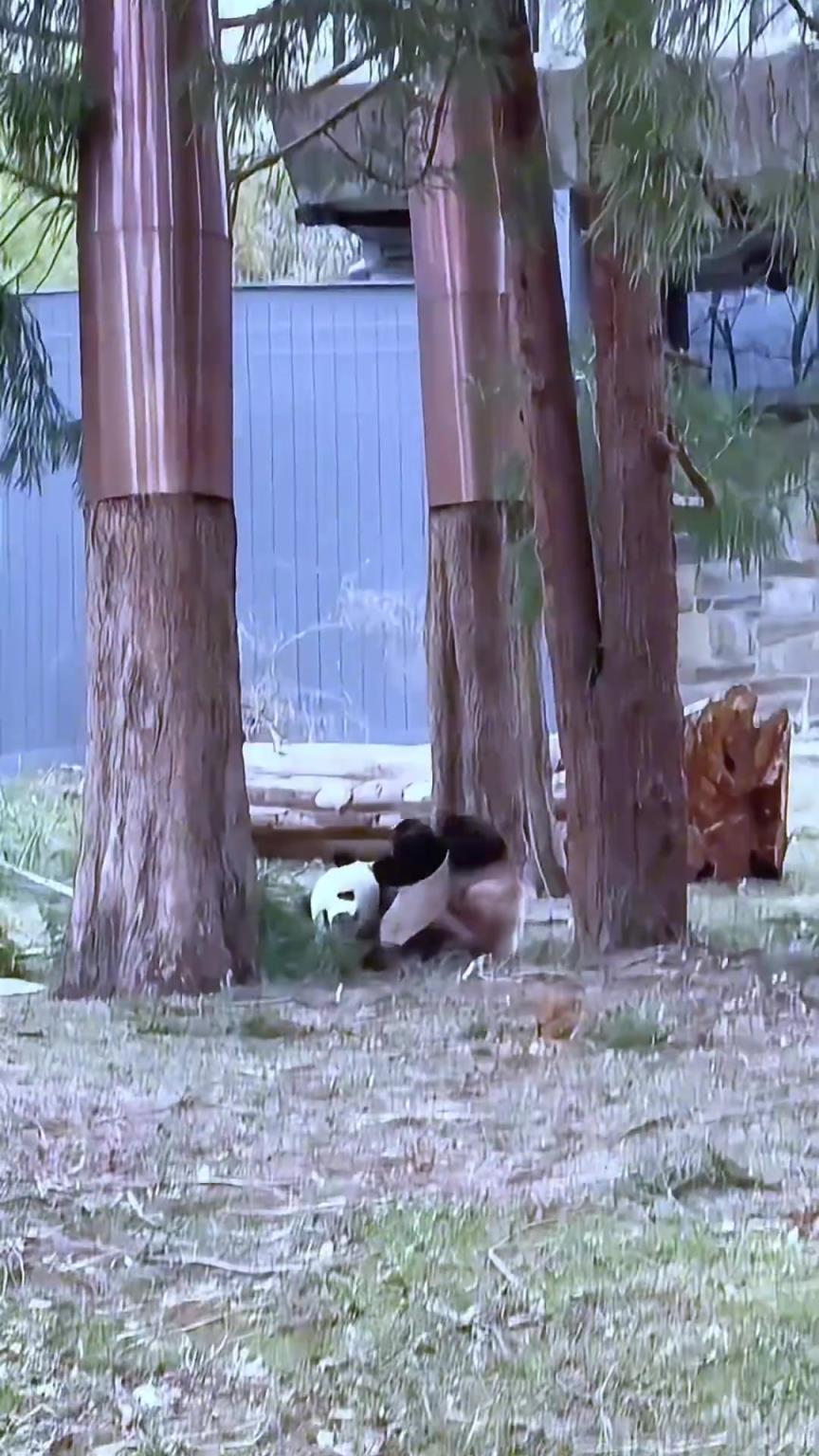 大熊猫真的对自己的体重一无所知