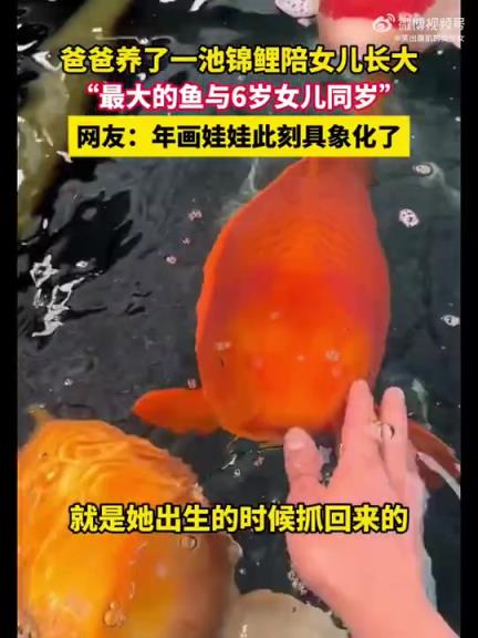 爸爸養(yǎng)一池錦鯉伴女兒成長，最大的與她同歲