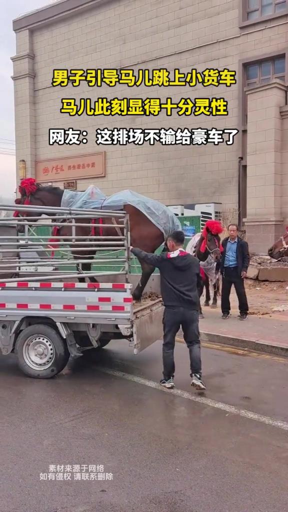 男子引導(dǎo)馬兒跳上小貨車,馬兒此刻顯得十分靈性!!
