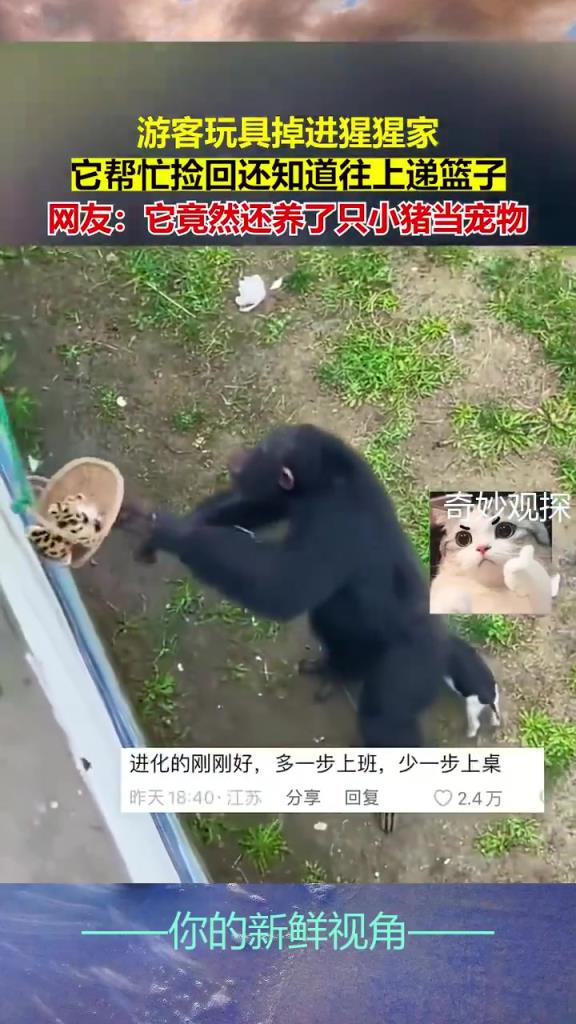 猩猩進(jìn)化的程度剛剛好，既不用上桌也不用上班