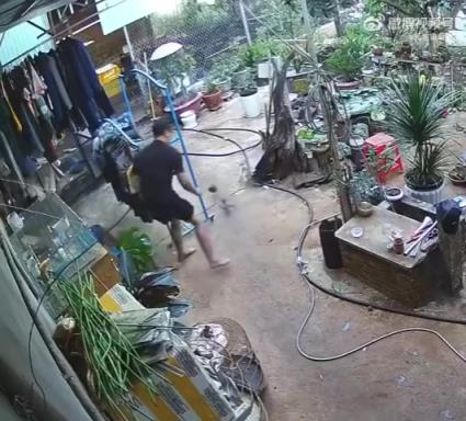 男子看到貓咪在玩鸚鵡，用拖鞋驅(qū)趕貓咪 結(jié)果誤將鸚鵡拍死！