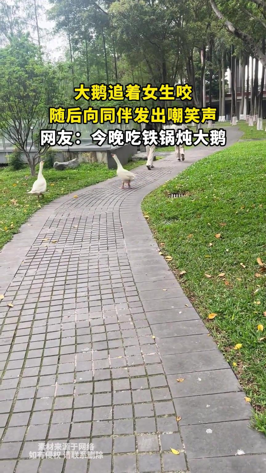 大鵝追著女生咬，隨后向同伴發(fā)出嘲笑聲，網(wǎng)友：今晚吃鐵鍋燉大鵝