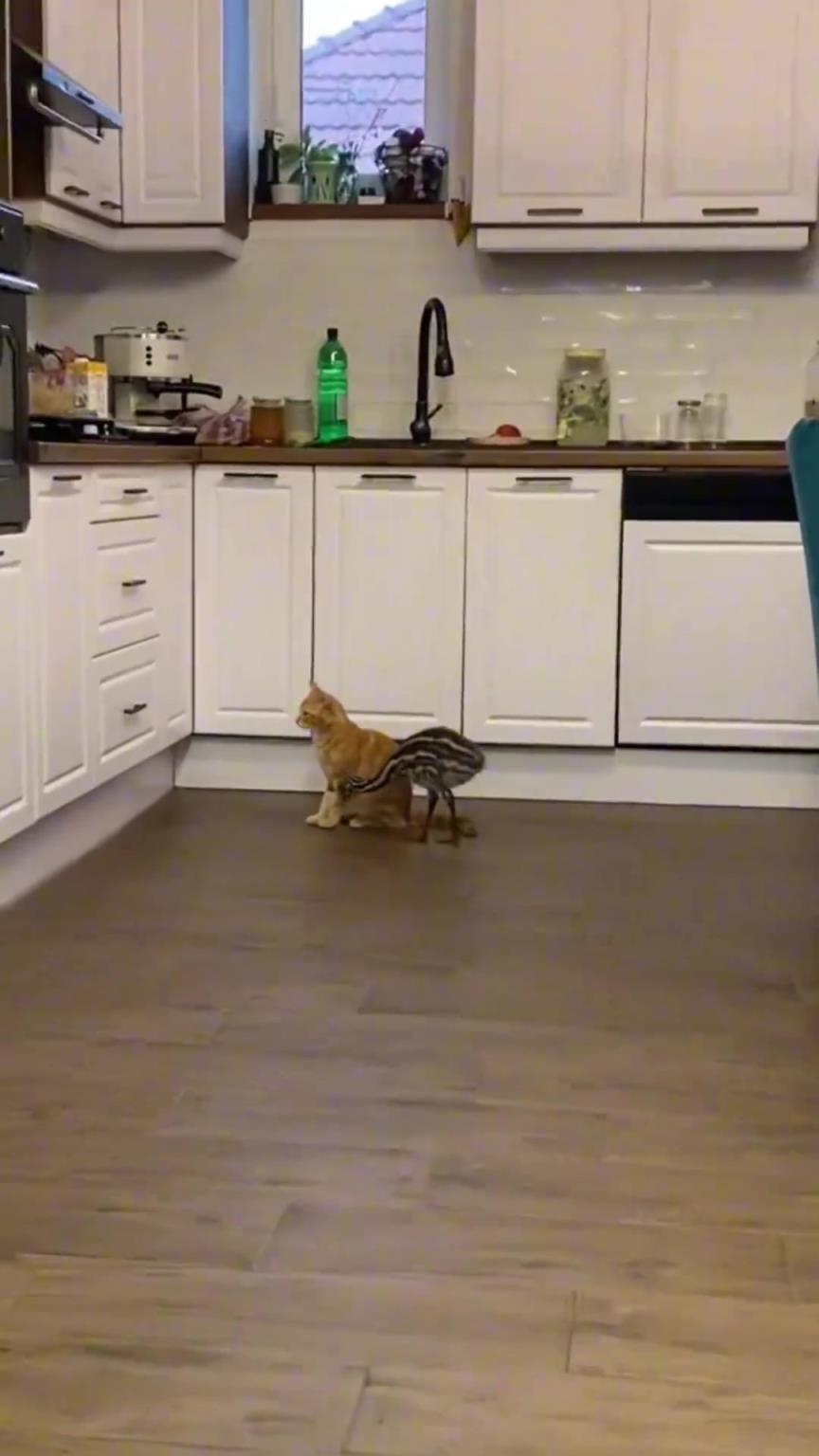 動物搞笑瞬間?。?！