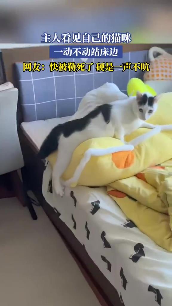 主人看见自己的猫咪，一动不动站床边，硬是一声不吭