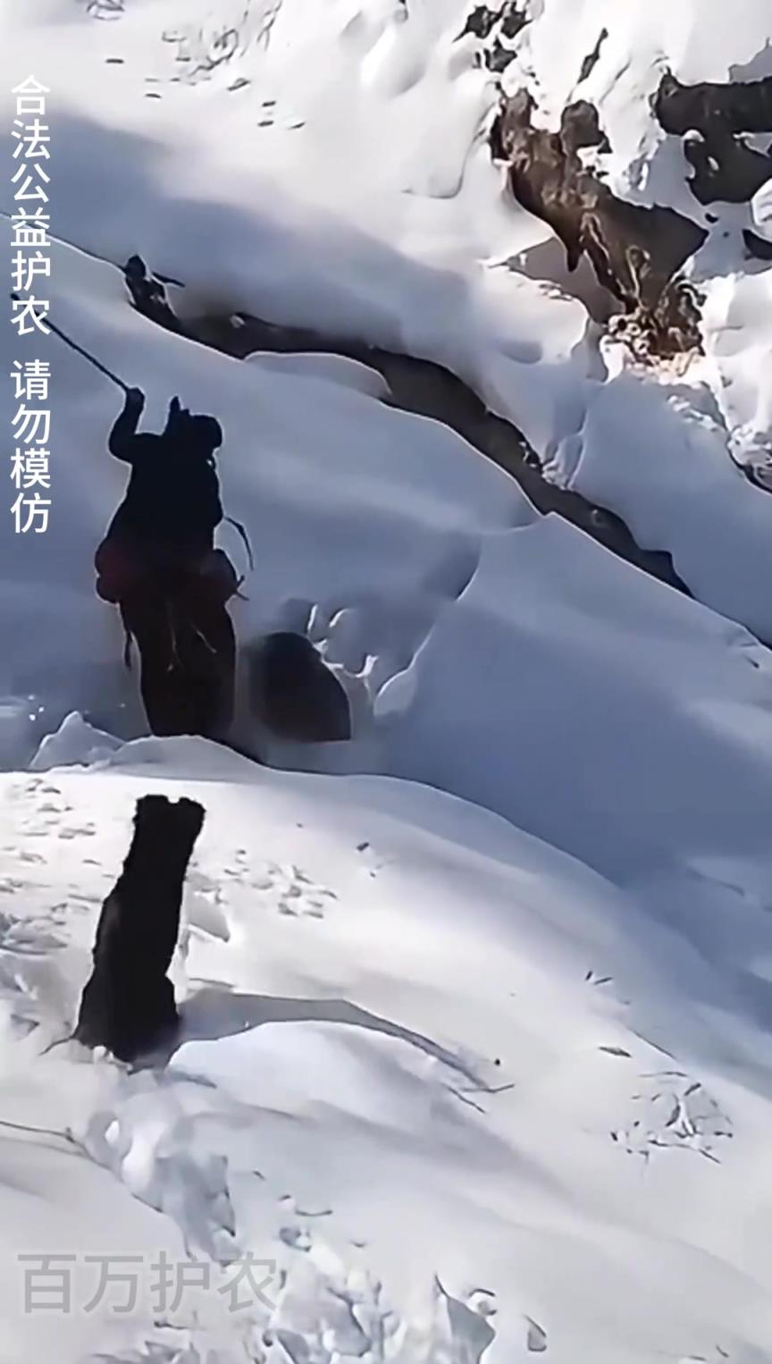 這馬看來(lái)身經(jīng)百戰(zhàn)！絲毫不怯場(chǎng)