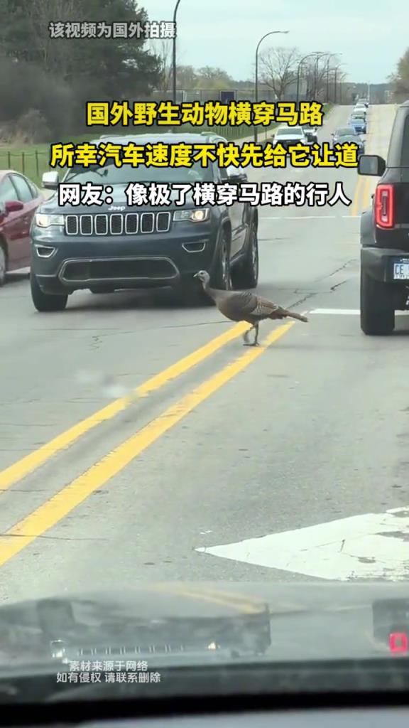 國外野生動物橫穿馬路,所幸汽車速度不快先給它讓道!!