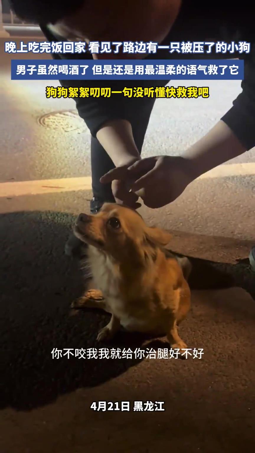 晚上吃完飯回家，看見了路邊有一只被壓了的小狗，男子上前救了它