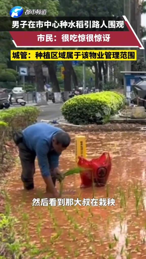 男子在市中心種水稻引路人圍觀，市民：很吃驚很驚訝