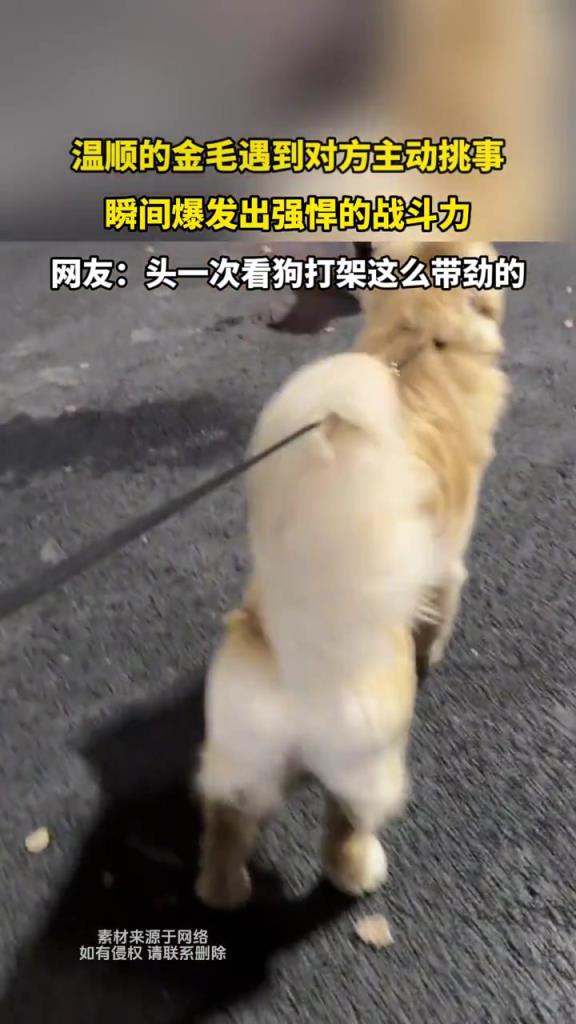 溫順的金毛遇到對方主動挑事,瞬間爆發(fā)出強悍的戰(zhàn)斗力!!!