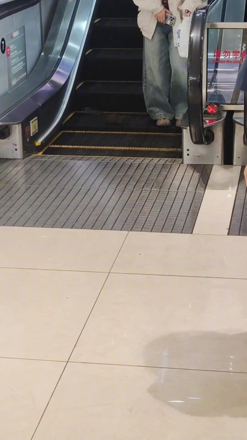驚呆了，商場(chǎng)闖入一直黑色松鼠