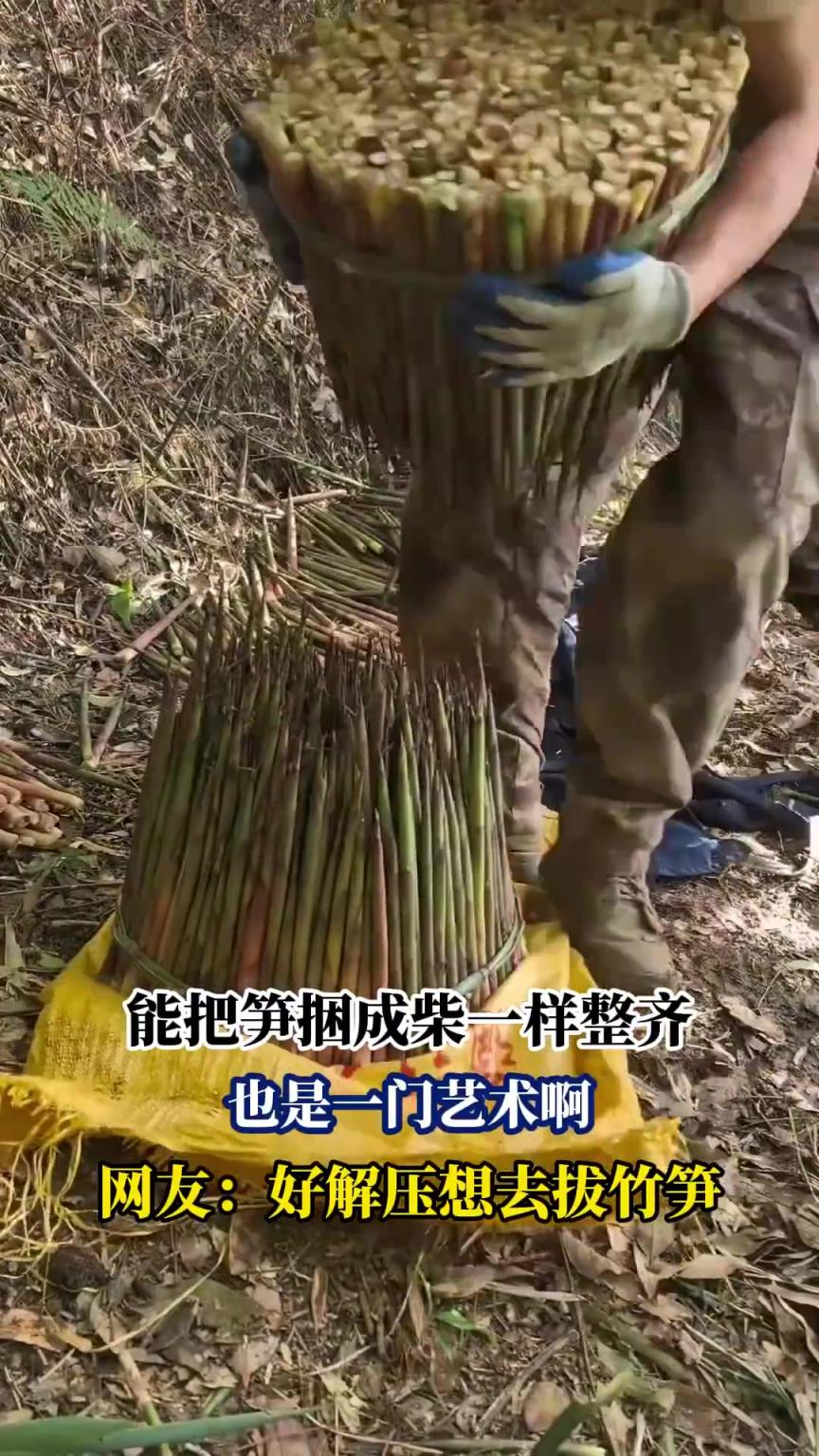 能把筍捆成柴一樣整齊，也是一門藝術啊，網(wǎng)友：好解壓想去拔竹筍