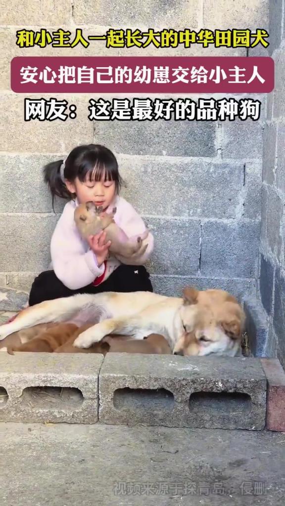 中華田園犬交幼崽給小主人，相伴成長(zhǎng)超信任