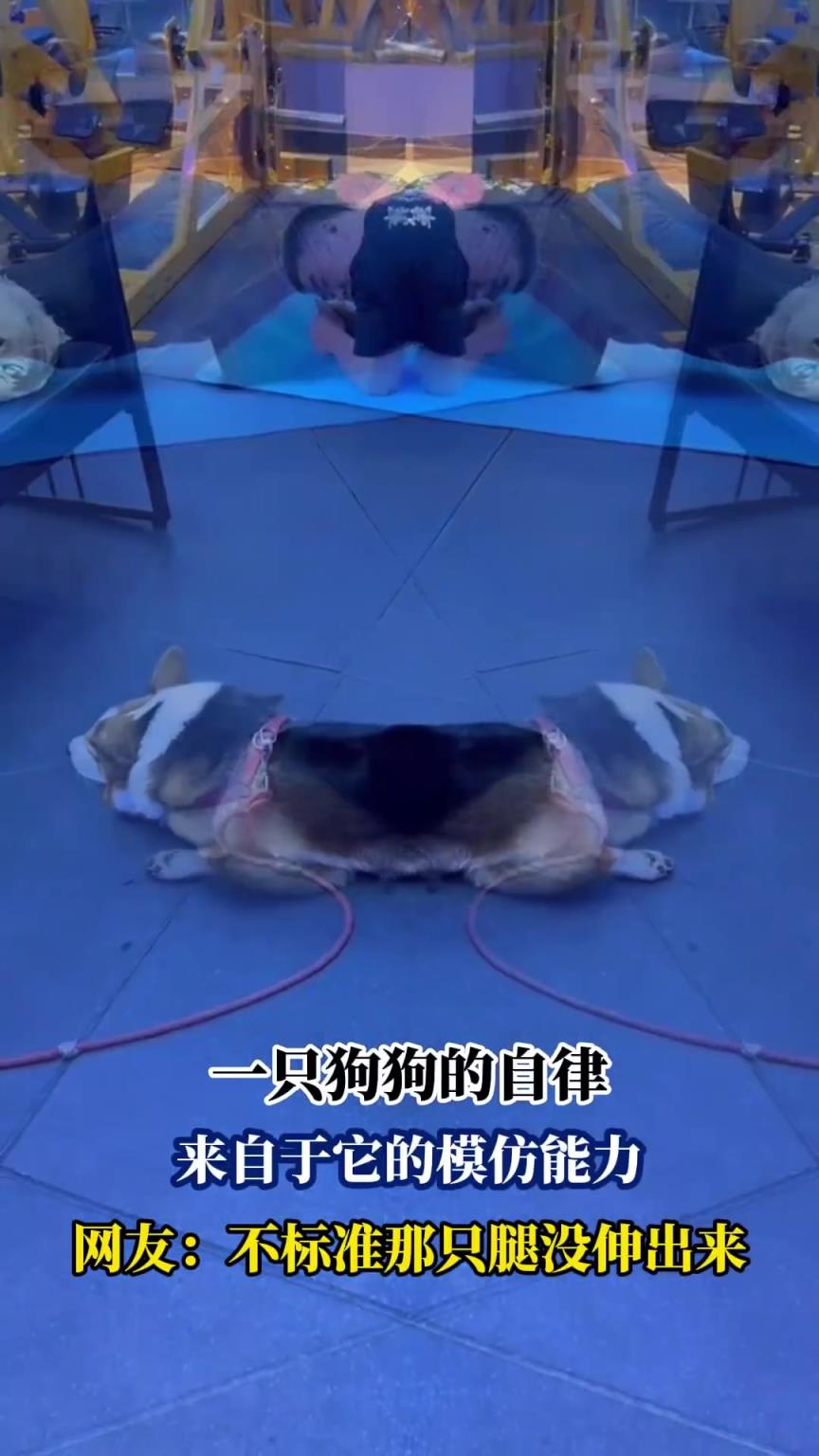 狗狗的自律，來自于它的模仿能力，網(wǎng)友：不標準那只腿沒伸出來