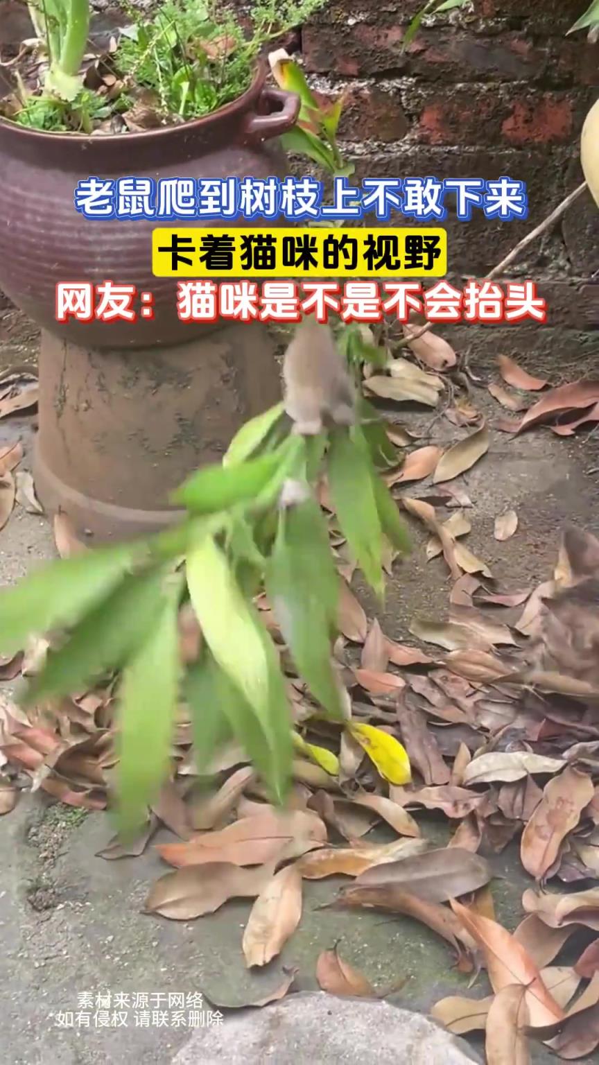 老鼠爬到樹枝上不敢下來，卡著貓咪的視野