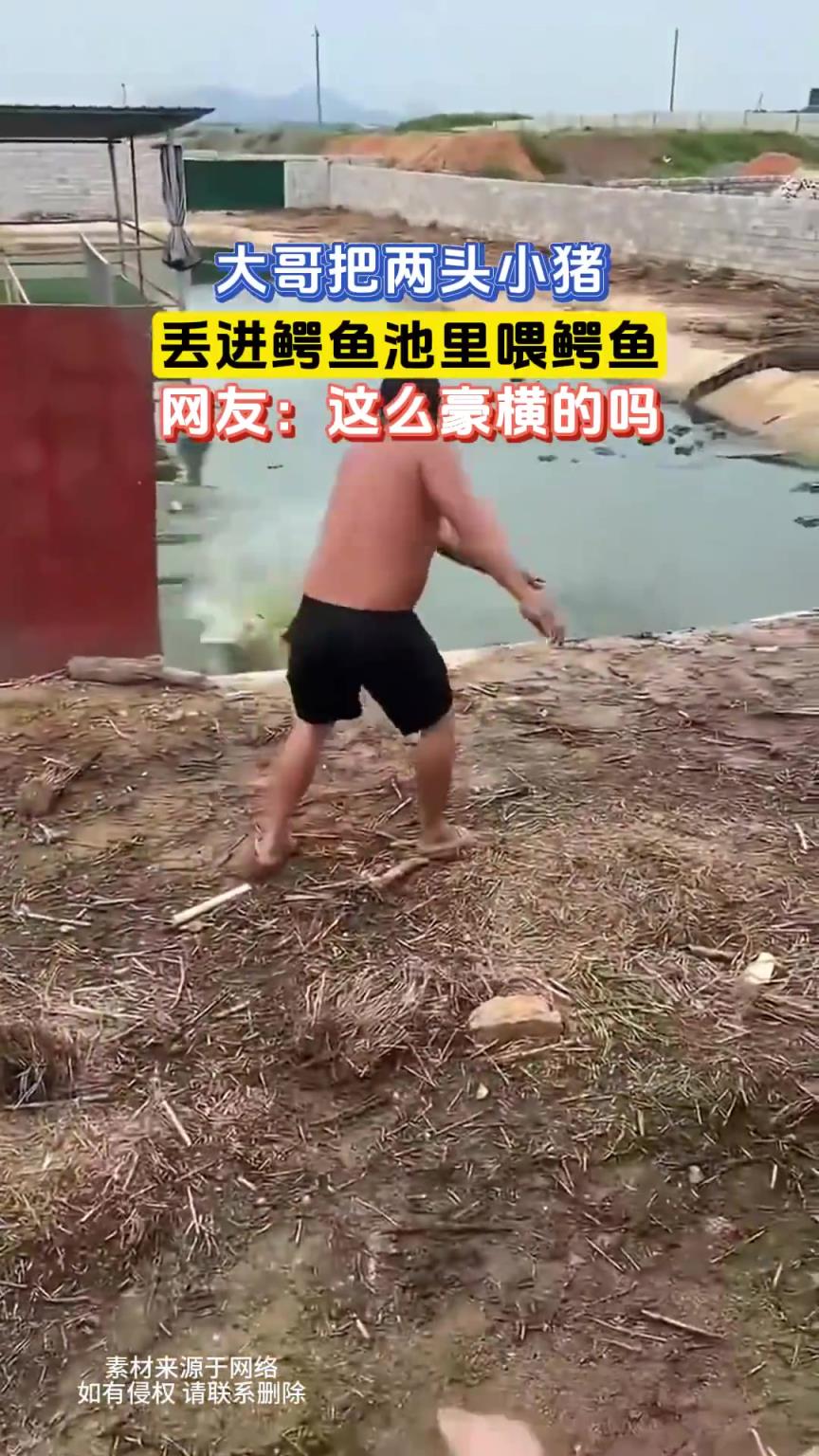 大哥把兩頭小豬，丟進鱷魚池里喂鱷魚，網(wǎng)友：這么豪橫的嗎
