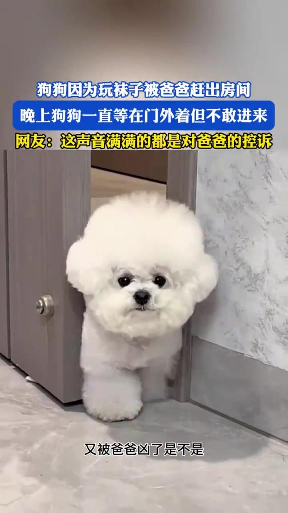 狗狗玩袜子被赶出房间，蹲门外不敢进超委屈