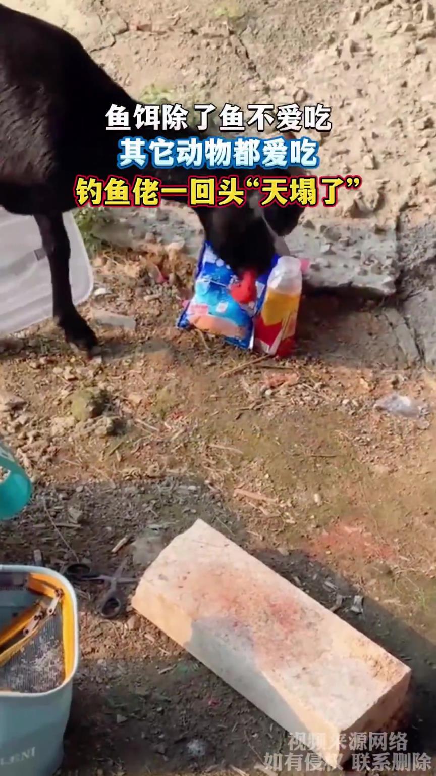 魚餌除了魚不愛吃，其它動物都愛吃，釣魚佬一回頭“天塌了”