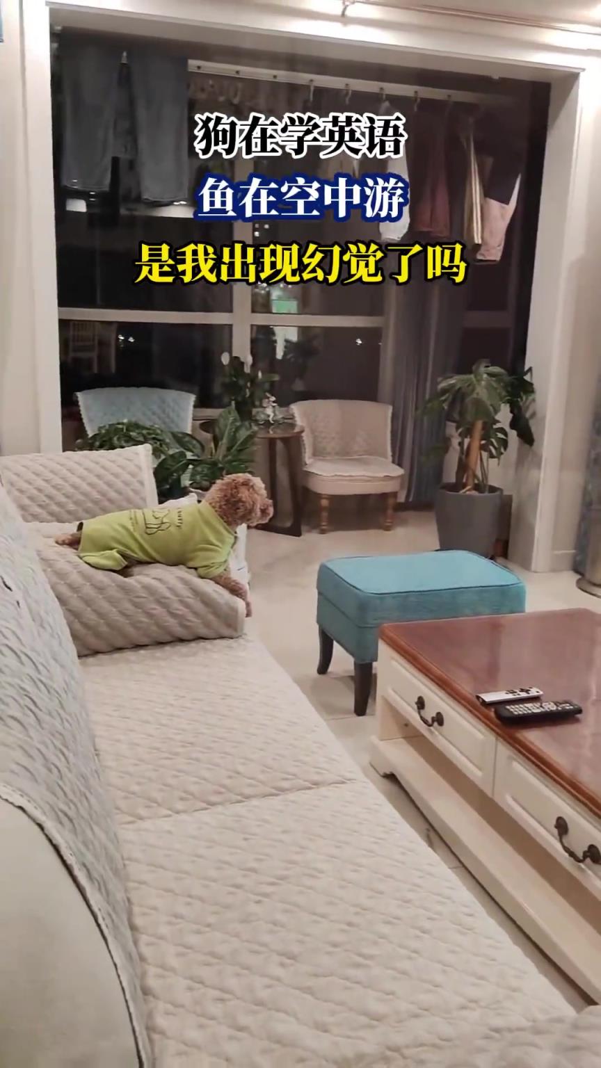狗在學英語，魚在空中游，是我出現(xiàn)幻覺了嗎