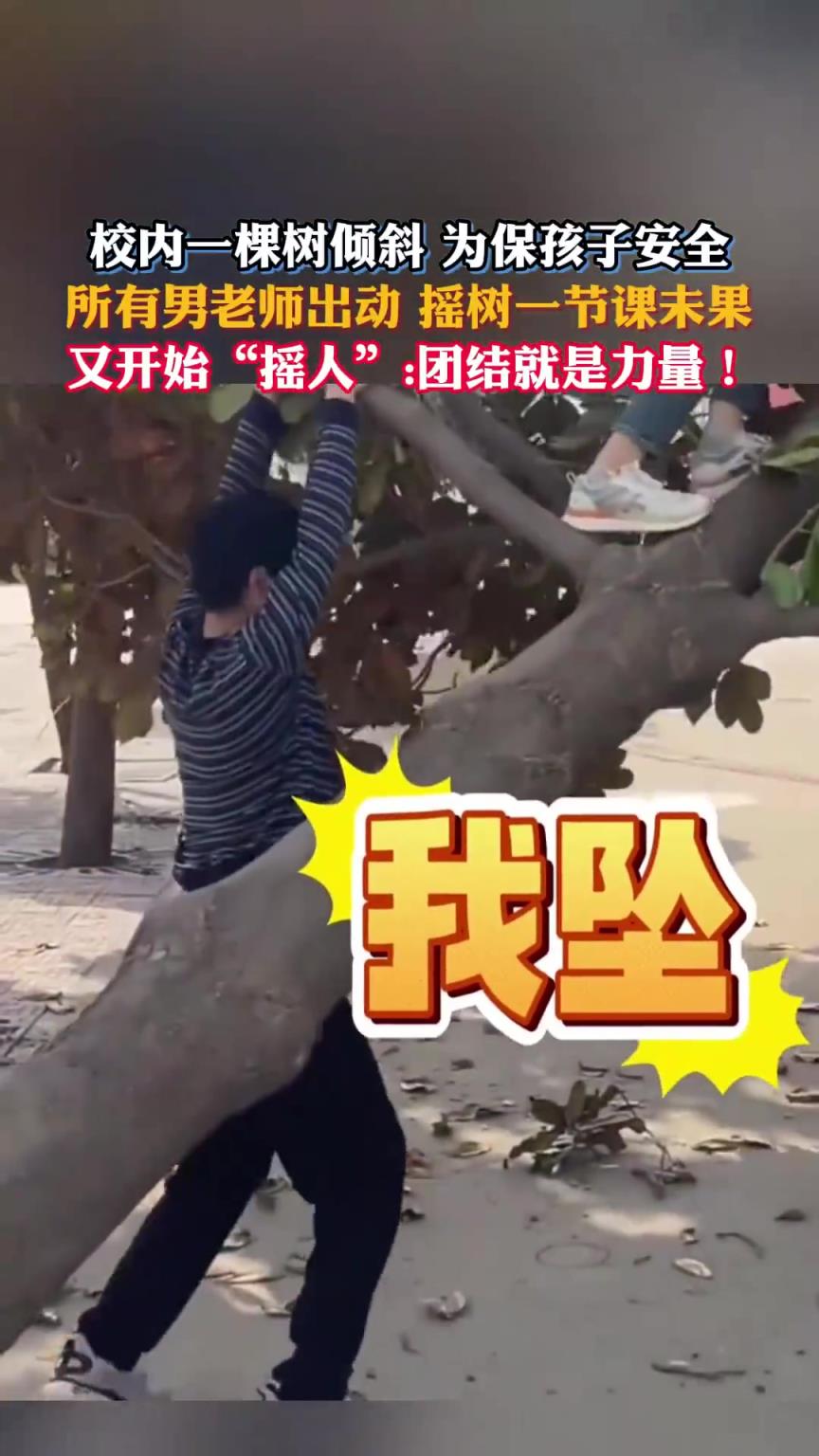 校內(nèi)一棵樹傾斜，所有男老師出動(dòng)搖樹一節(jié)課未果