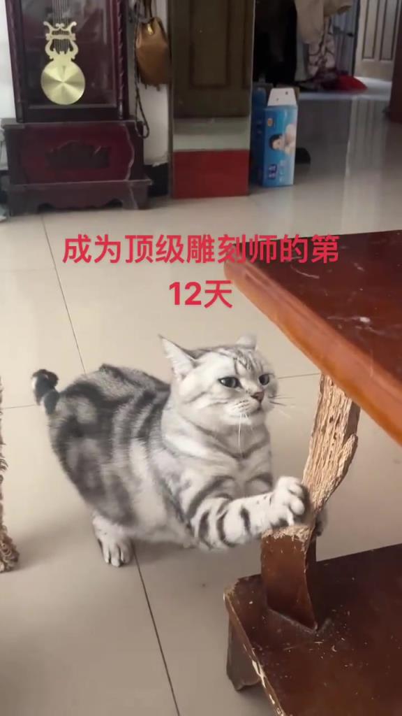 物品断裂网友神评：眼里只有艺术，没有后悔