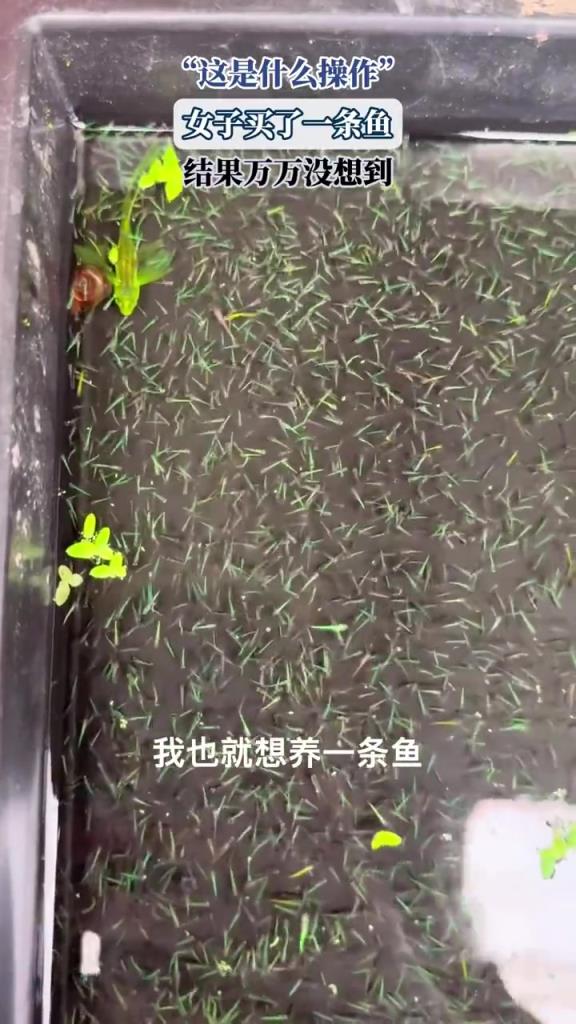 “這是什么操作”，女子買了一條魚(yú)，結(jié)果萬(wàn)萬(wàn)沒(méi)想到！