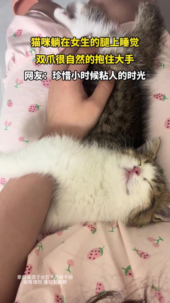 貓咪躺在女生的腿上睡覺 雙爪很自然的抱住大手