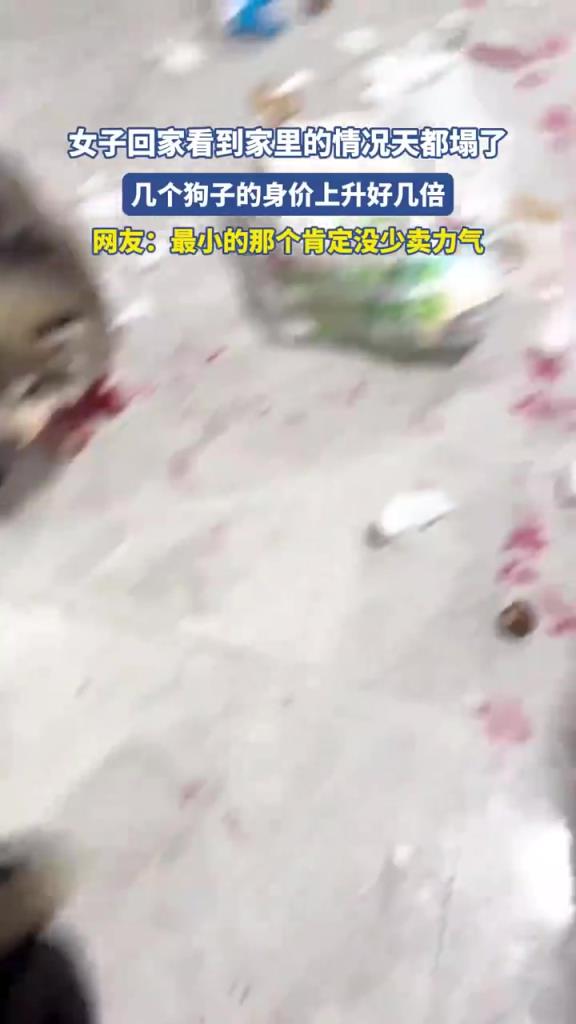 回家见狗子 “拆家” 现场，网友：几个狗子的身价上升好几倍