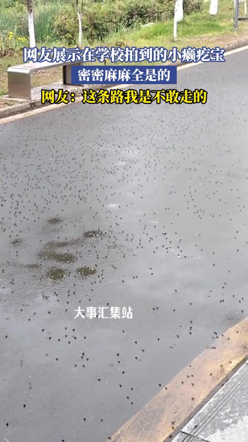 網(wǎng)友展示在學(xué)校拍到的小癩疙寶，密密麻麻全是的