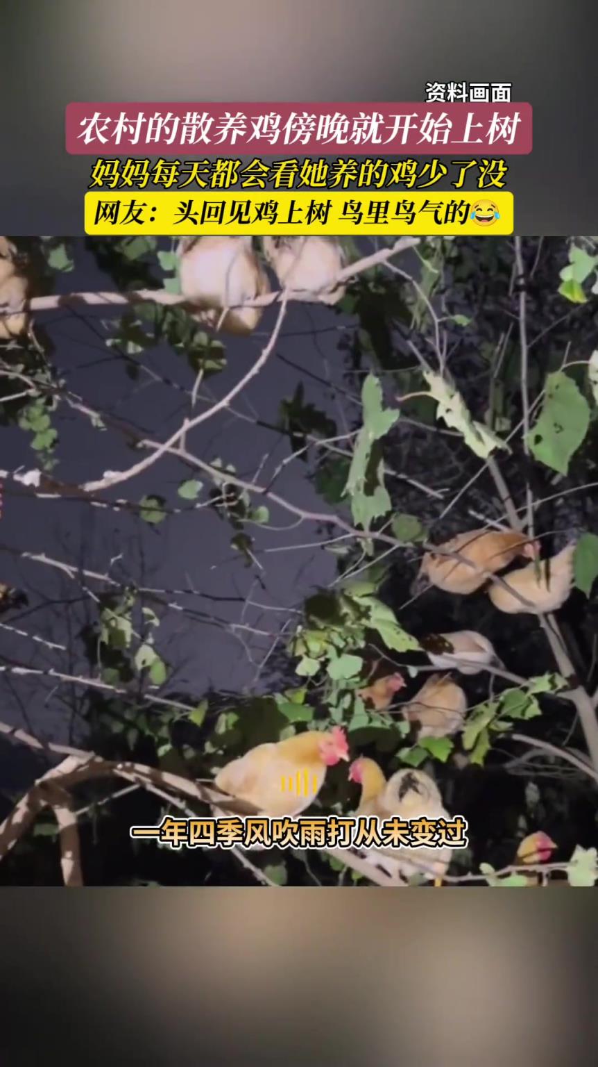 農(nóng)村的散養(yǎng)雞傍晚就開始上樹