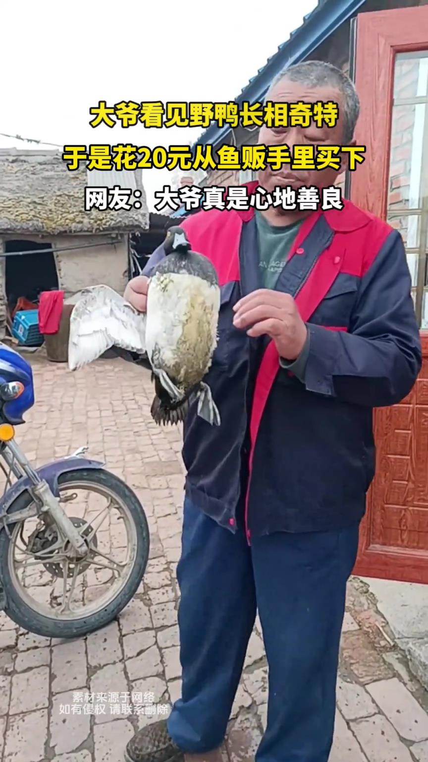 大爺看見野鴨長相奇特，于是花20元從魚販手里買下